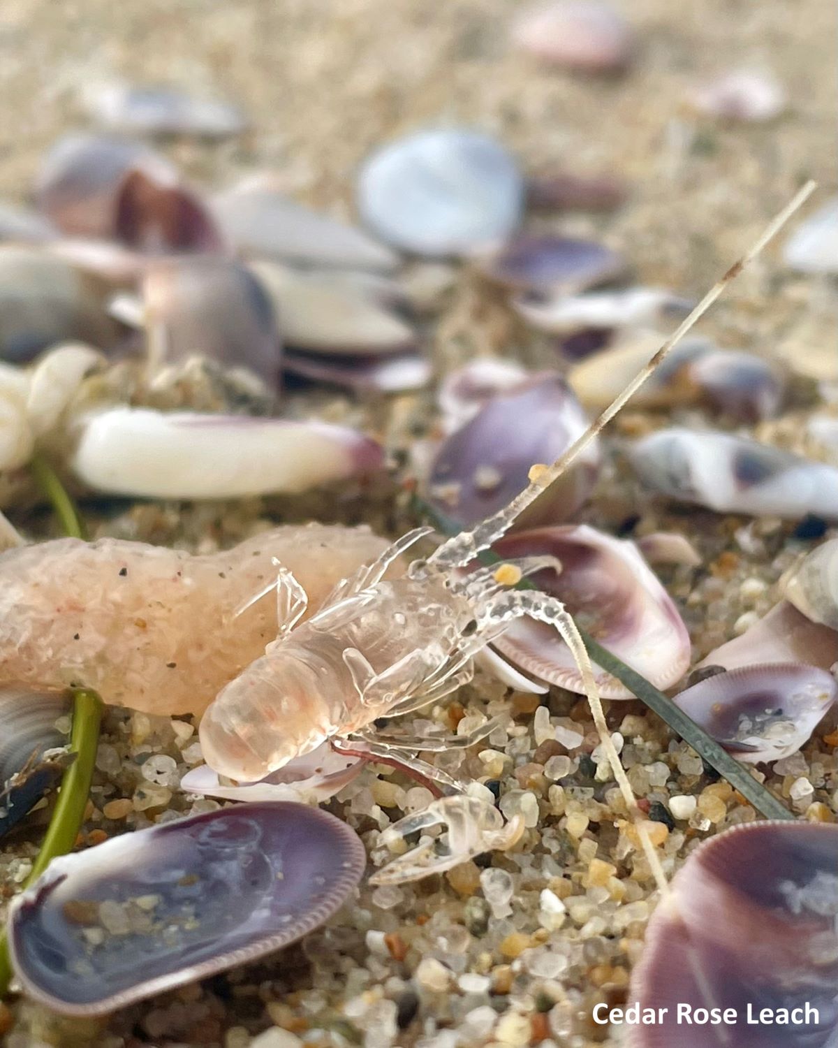 A close-up of a very young lobster that appears transparent on the sand. Among the lobster is eelgrass, surfgrass, and bean clams.
